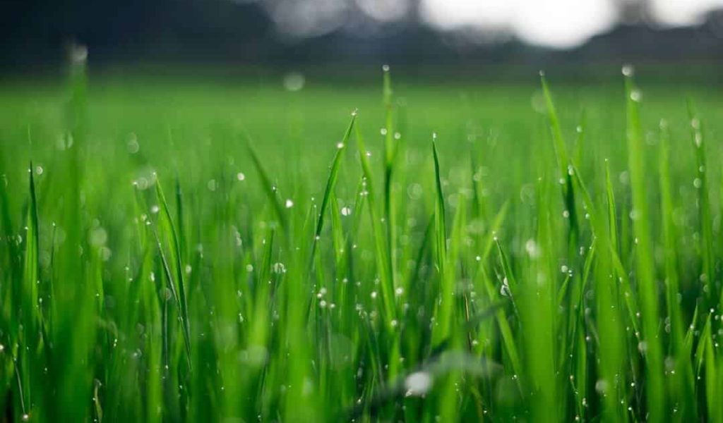 Groen gras in je tuin