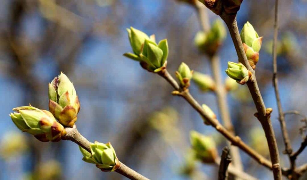 De start van het tuinseizoen De start van het tuinseizoen