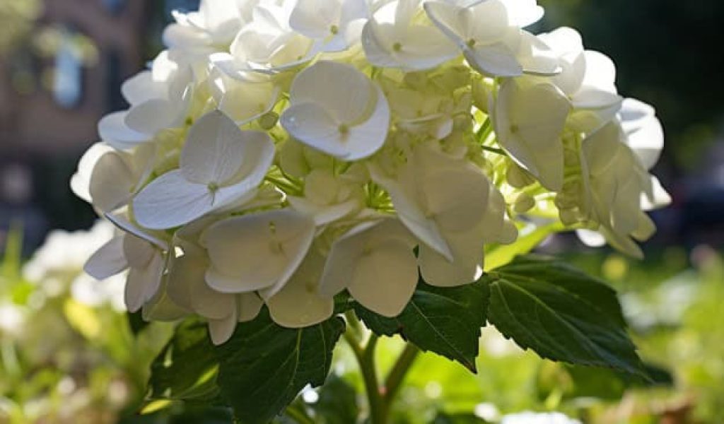 hydrangea hydrangea